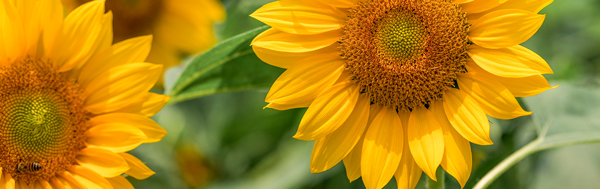 長(zhǎng)康物理壓榨葵花籽油 長(zhǎng)康物理壓榨葵花籽油