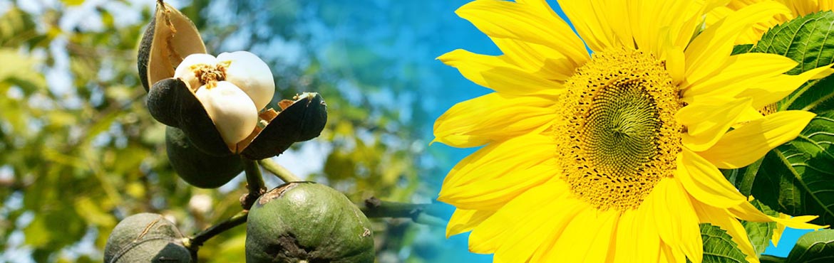 茶籽葵花仁香食用植物調(diào)和油 茶籽葵花仁香食用植物調(diào)和油